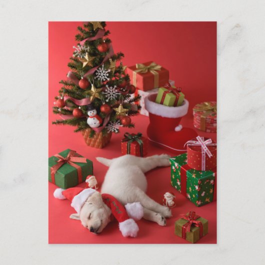 Golden Retriever Welpe und Weihnachten (Vorderseite)