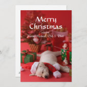 Golden retriever-Welpe und Weihnachten 2 (Vorne/Hinten)