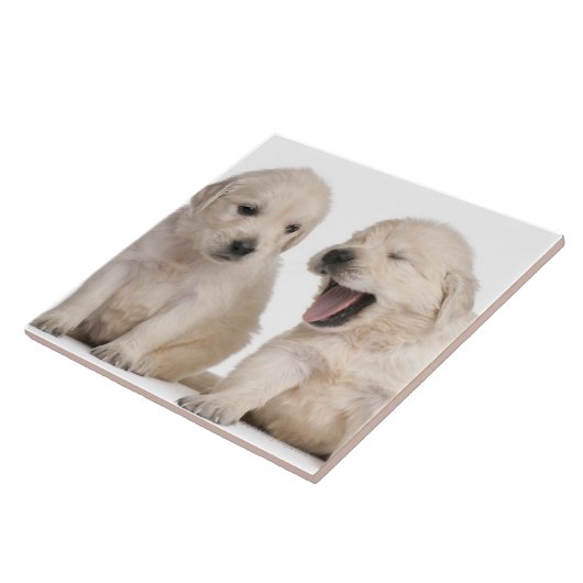 Golden retriever-Welpen Fliese (Seite)