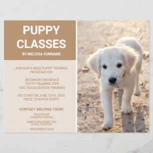 Golden Retriever Welpen-Foto Individuelle Welpen-K Flyer