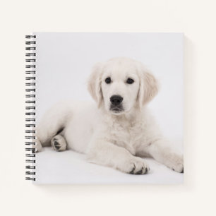 Golden Retriever Welpen Foto Notizblock