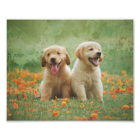 Golden Retriever Welpen Fotodruck (Vorne)