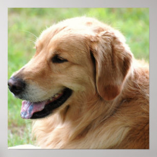 Golden retriever-Welpen-Plakat-Druck Poster