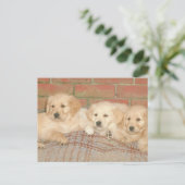 Golden Retriever Welpen Postkarte (Stehend Vorderseite)