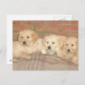 Golden Retriever Welpen Postkarte (Vorne/Hinten)