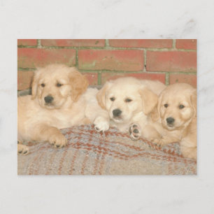 Golden Retriever Welpen Postkarte