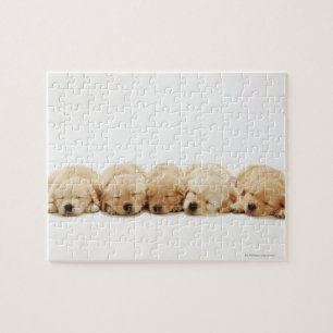 Golden retriever-Welpen Puzzle