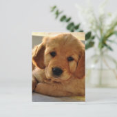 Golden Retriever Welpenhund Postkarte (Stehend Vorderseite)