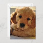 Golden Retriever Welpenhund Postkarte (Vorne/Hinten)