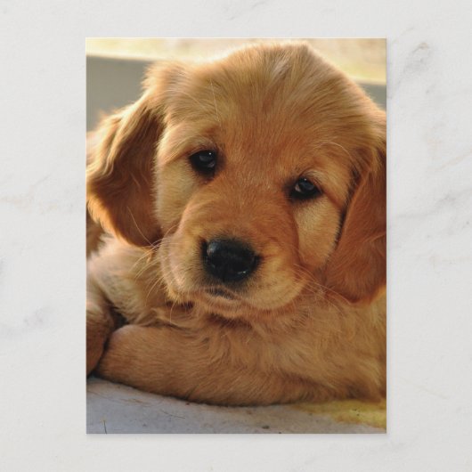 Golden Retriever Welpenhund Postkarte (Vorderseite)