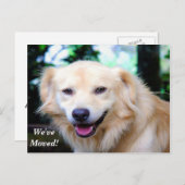 Golden Retriever Wir haben eine neue Adresse versc Ankündigungspostkarte (Vorne/Hinten)
