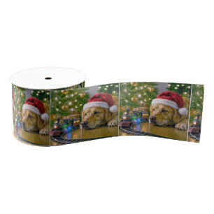 Golden Retriever zu Weihnachten beobachtet einen S Ripsband