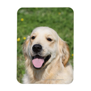Golden retrieverHeadshot 1 Magnet