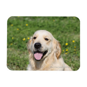 Golden retrieverHeadshot 1 Magnet