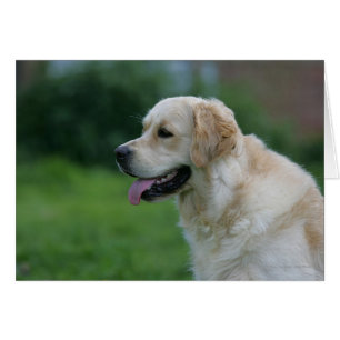 Golden retrieverHeadshot 2 2