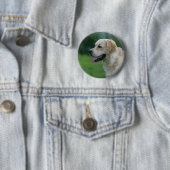 Golden retrieverHeadshot 2 2 Button (Beispiel)