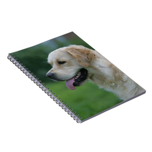 Golden retrieverHeadshot 2 2 Notizblock (Rechte Seite)