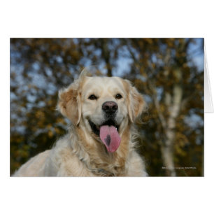 Golden retrieverHeadshot 3