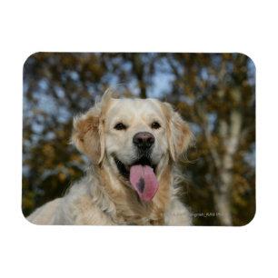 Golden retrieverHeadshot 3 Magnet