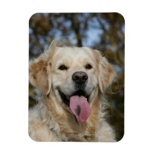 Golden retrieverHeadshot 3 Magnet