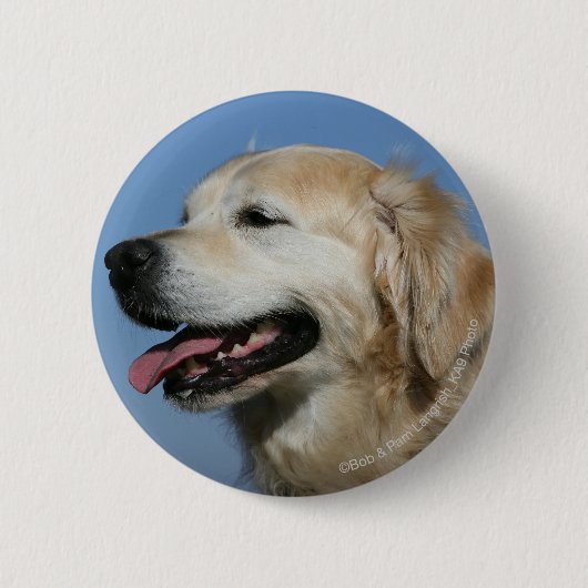 Golden retrieverHeadshot 4 Button (Vorderseite)