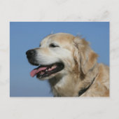 Golden retrieverHeadshot 4 Postkarte (Vorderseite)