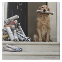 Golden retrieverhund, der an der Haustür sitzt