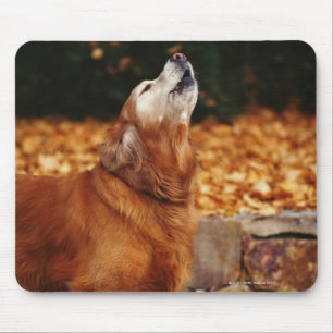 Golden retrieverhund, der auf Weg heult Mousepad