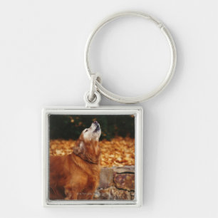 Golden retrieverhund, der auf Weg heult Schlüsselanhänger