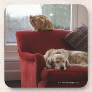 Golden retrieverhund mit Ingwer Tabbykatze Getränkeuntersetzer
