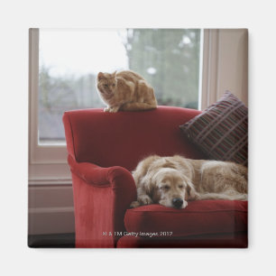 Golden retrieverhund mit Ingwer Tabbykatze Magnet