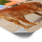 Golden Retrievers im Blue Swallow Motel Poster (Ecke)