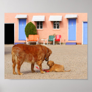 Golden Retrievers im Blue Swallow Motel Poster