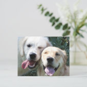 Golden Retrievers Postkarte (Stehend Vorderseite)