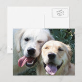 Golden Retrievers Postkarte (Vorne/Hinten)