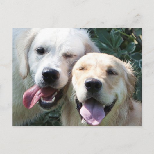 Golden Retrievers Postkarte (Vorderseite)