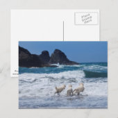 Golden Retrievers Postkarte (Vorne/Hinten)