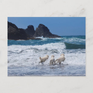 Golden Retrievers Postkarte
