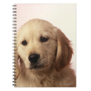 Golden retrieverwelpe notizblock