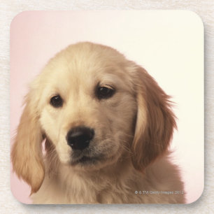 Golden retrieverwelpe untersetzer