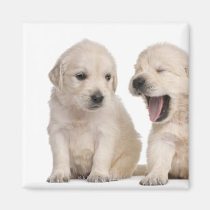 Golden retrieverwelpen (4 Wochen alt) Magnet