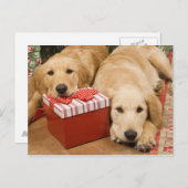 Golden retrieverwelpen mit Weihnachtsgeschenk Feiertagspostkarte (Vorne/Hinten)
