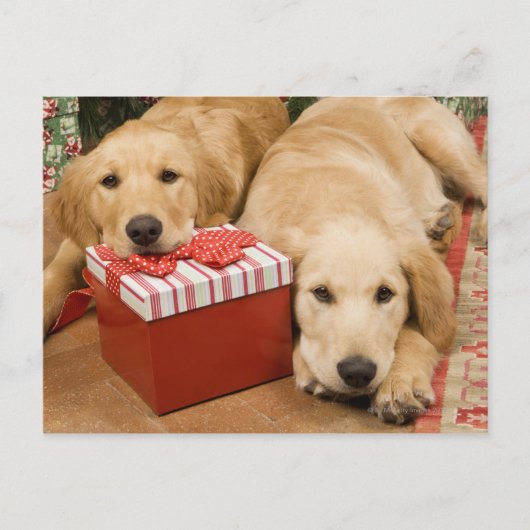 Golden retrieverwelpen mit Weihnachtsgeschenk Feiertagspostkarte (Vorderseite)