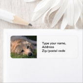 Golden Retriver Ruhen im Gras-Foto (Insitu)