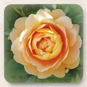 Golden rose untersetzer