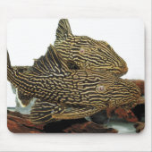Golden Royal Plecoのマウスパッド Mousepad (Vorne)