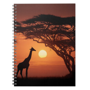 Golden Savannah Sunset Giraffe Silhouette Notizblock