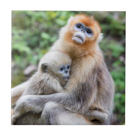 Golden Snub Nosed Monkey mit Baby Fliese (Vorderseite)