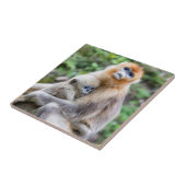 Golden Snub Nosed Monkey mit Baby Fliese (Seite)