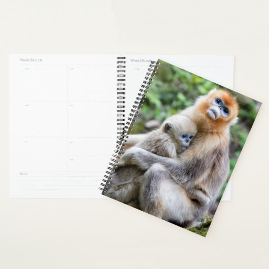 Golden Snub Nosed Monkey mit Baby Planer (Anzeige)